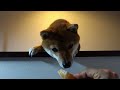 a dog that seemed to want to eat oranges a small japanese shiba inu