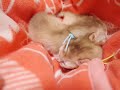 【アンファミリー】17 2 14ゆゆ子猫、青は男の子～シンガプーラブリーダー