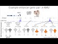 pairing enhancers with their target genes via multiplexed cellular genetic screens