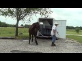 more trailer loading of two horses in slant load trailer part 2 nervous horse cries