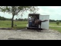 more trailer loading of two horses in slant load trailer part 2 nervous horse cries