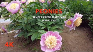 4K Peonies Seneca Creek State Park Maryland Relaxing Cinematic footage Walking tour