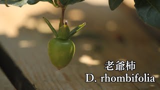 老爺柿　D rhombifolia　　Bonsai toor's