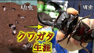 世界最恐のヒラタクワガタの１年間の成長を追いかけてみた