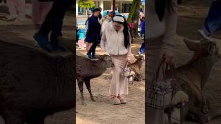 「奈良公園で一番面白いお辞儀をする鹿:笑いが止まらない!」 | Nara Park  | japan 4k 💕