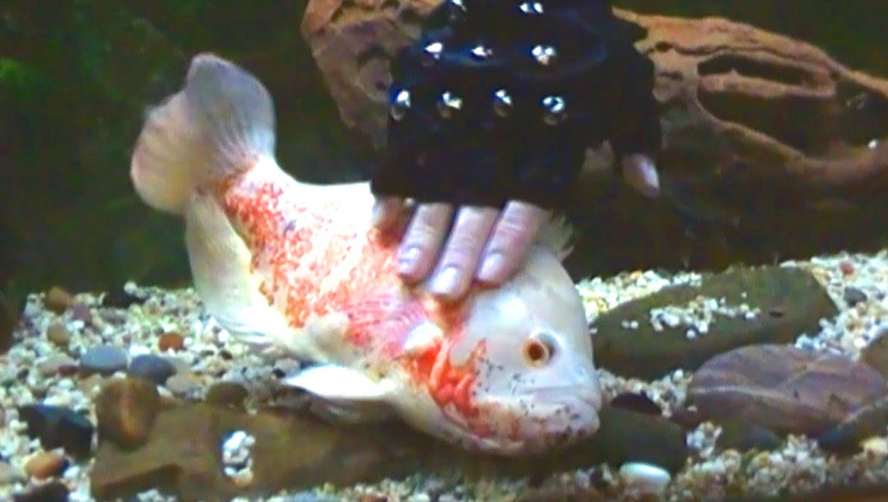 Fish Tickling Youtube