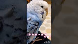 頭もふもふなパールが可愛すぎた♥♥#インコのパール #セキセイインコかわいい #セキセイインコ