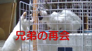 育児放棄された子猫の母親と兄弟との再会　Reunion of abandoned kitten mother and siblings