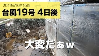 台風19号 4日後 利根川＆浸水した畑に入れました！高台の畑の種まきも進んでいます　2019年10月16日