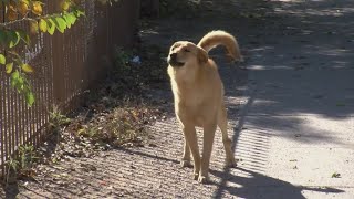Thousands of strays, hundreds of dog bite calls reported in Albuquerque