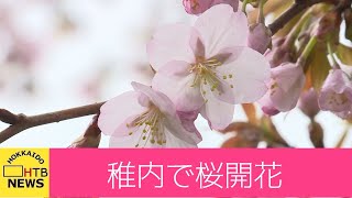 最北の地に桜前線到達　稚内で桜が開花　平年より６日早く…