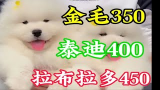 各种宠物齐全，快来挑选。拉布拉多泰迪萨摩耶金毛便宜柯基柴犬