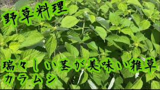 【野草料理】この雑草の茎がすごく美味しい【カラムシ】