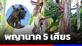 แห่ส่องต้นกล้วย ชูหวีขึ้นฟ้าคล้ายพญานาค 5 เศียร | ข่าวช่อง8