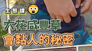 【生態課】大花咸豐草會黏人的秘密｜小六老師生態課｜橋頭糖廠2022-01-02