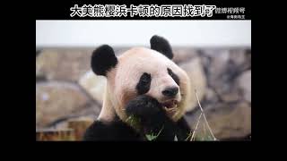 大熊猫樱浜卡顿的原因找到了 #pandapet #pandahehua #cute #funny #animals #zoo