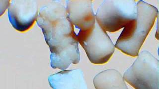 Microscope 40x - 1024x | Examines Yeast