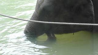 2012/6/12　上野動物園　水浴びぞうさん