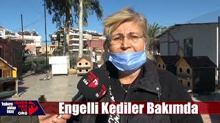 engelli kedilere bakılıyor