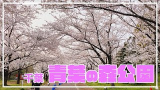 青葉の森公園の桜の様子 （2021/03/27）【千葉】