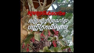 Amazing tree បញ្ញើក្អែកដើមត្រាចផ្សំធ្វើឱសថបុរាណខ្មែរ