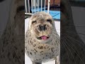 今年も換毛が始まったアザラシ アザラシシーパラダイス seal hokkaido cute ゴマフアザラシ