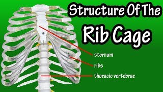 Structure Of The Rib Cage - How Many Ribs In Human Body - What Is The Sternum