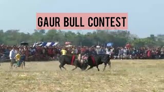 Gaur Bull Contest 2021 | Indian Bison | Sylhet | গৌর ষাঁড়ের লড়াই | সিলেট | বাংলাদেশ