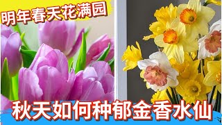 秋天怎样种植球根花卉，让明年春天花满园