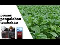 proses panen sampai siap kirim petani tembakau di ponorogo (Tobacco farmer)