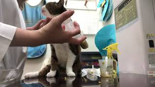 ③猫のゴンタちゃんの栄養補助、デンタルケア