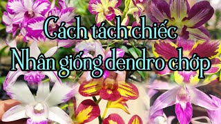 Cách tách chiếc, nhân giống dendro chớp #dendrochop #dendro #vuonlan #orchid