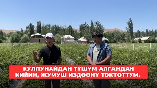 Кулпунайдын түшүмүн алгандан кийин, жумуш издөөнү токтуп өз жеримде иштеп жатам.