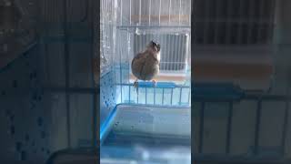 初めてのお風呂で水をたくさん飲む幼い文鳥　つつじ君　Java sparrow