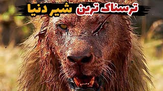 ترسناک‌ترین شیر دنیا را دیده‌ای؟🦁|شیر بی‌رحم و بی‌رقیب😱| داستان ترسناک‌ترین شیر جهان😨