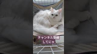 上目遣いが上手な白猫がかわいい🐱【cute White cat】