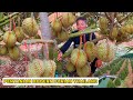 Petani Kaya Raya, Rahasia Thailand Memakmurkan Petani Durian Dan Menjadi Penghasil Durian Terbesar