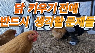 닭 키우기 전에 반드시 고민해야할 5가지!! #반려닭 #반려동물 #농장생활