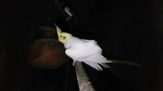 How to take care a cocktail bird in hindi How to take care a cocktail bird in hindi