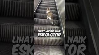 reaksi kucing naik eskalator😹