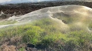 #sarugugal#viral #Spider #Biggest #SpiderWeb #மிகப்பெரிய சிலந்தி வலை #ஆஸ்திரேலியா