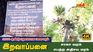 இறவாப்பனை | 2000 ஆண்டுகள் பழமையானது | சாகா வரம் பெற்ற அதிசய மரம்