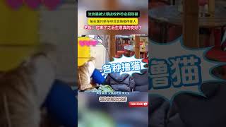 流浪猫被火锅店收养秒变招财猫，坐在吧台接待客人，老板：它来了之后生意真的变好了 #film #萌宠