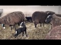 lamb zwartbles 4 3 2012