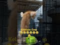 Kelakuan Oyen 😂😂 #comedy #cute #catlover #kucing #yt #shorts #oyenbarbar #oyenlucu #kitten #sakura