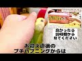 【お迎えの夜～翌朝】 コザクラインコの雛を放置してみたら...【生後2ヶ月】love bird 赤ちゃん セキセイインコ budgerigar