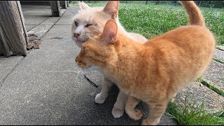 仲良し猫　茶トラ猫がかわいく甘える　【地域猫】【野良猫】