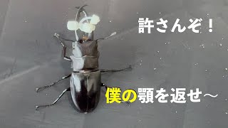 ギラファ　顎縛りからの　ペアリング