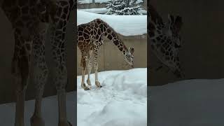 歩くアミメキリン　冬の旭山動物園 / Reticulated Giraffe in Asahiyama Zoo.