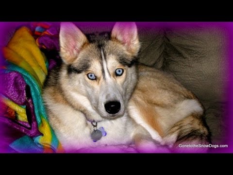 How to Find a Responsible Dog Breeder How to Find a Responsible Dog Breeder